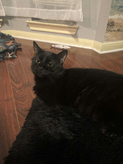 cats - Astria Image 2