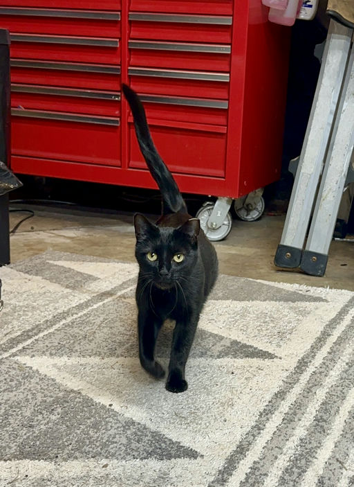 cats - Comet Image 1