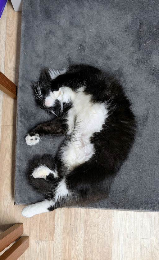 cats - Emily Image 2