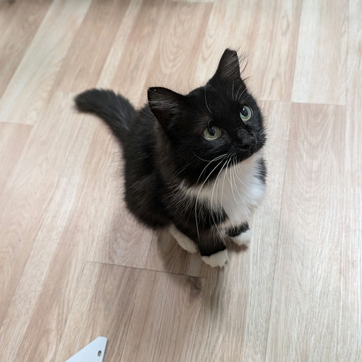 cats - Emily Image 1