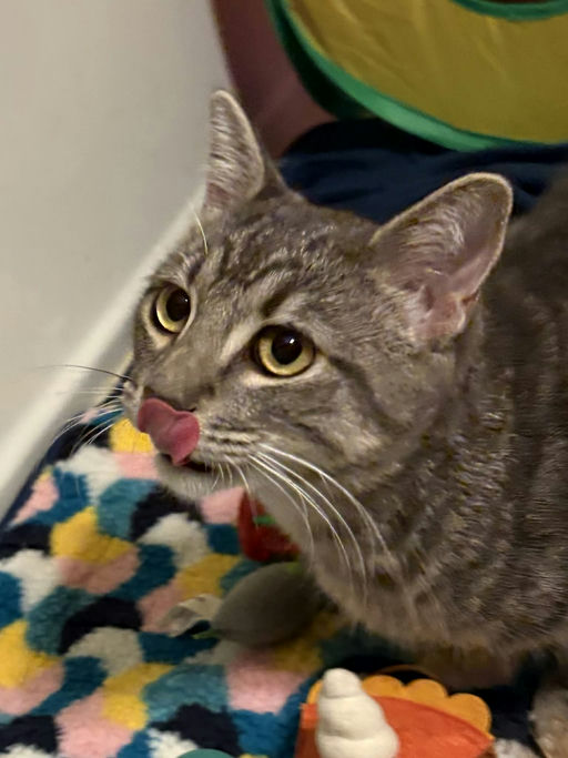 cats - Merlin Image 14