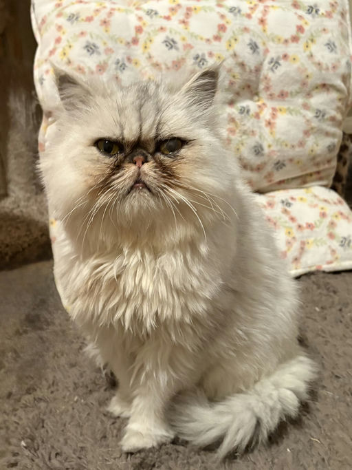 cats - Princess Image 3