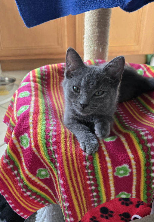 cats - Silverpurrs Image 7