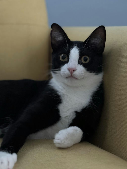 cats - Buddy Image 2