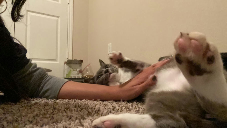 cats - Cindy Image 0