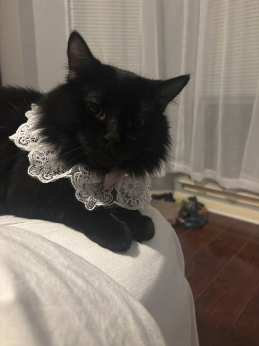 cats - Astria Image 8