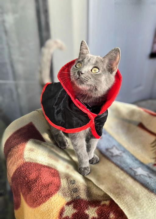 cats - Silverpurrs Image 8