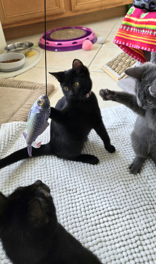 cats - Rose Grape Image 0