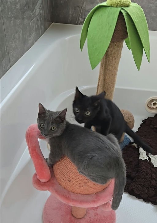 cats - Silverpurrs Image 3