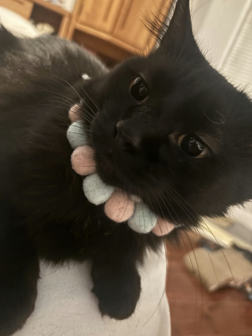 cats - Astria Image 7