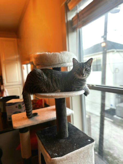 cats - Merlin Image 11