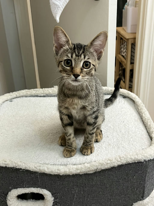 cats - Khaleesi Image 1