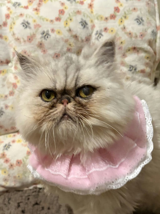 cats - Princess Image 1