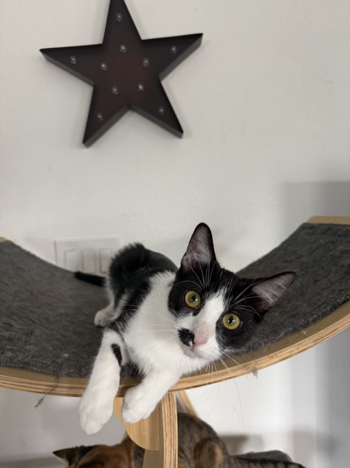 cats - Muffin Image 5