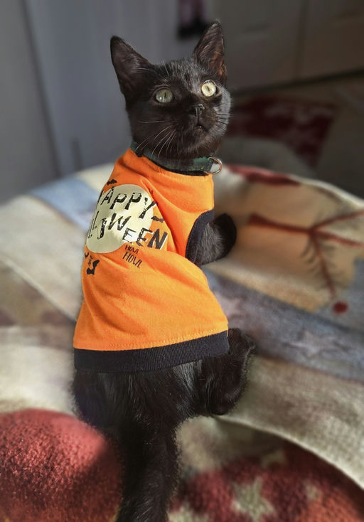 cats - Furnando Image 5