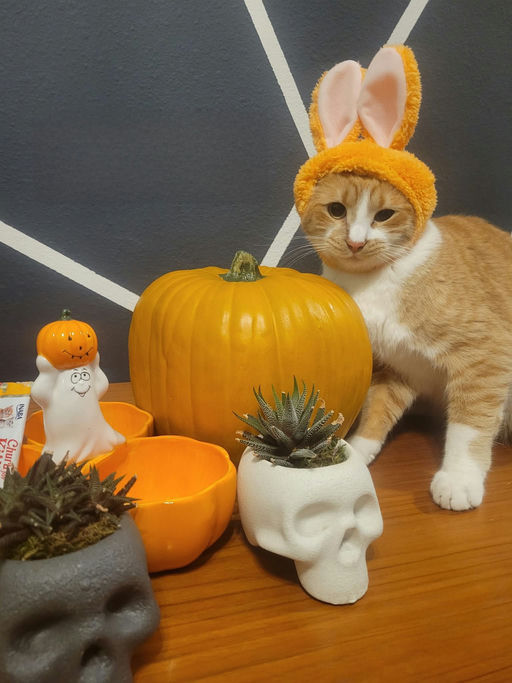 cats - Ching Image 4