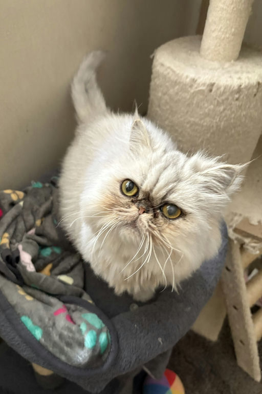 cats - Princess Image 5