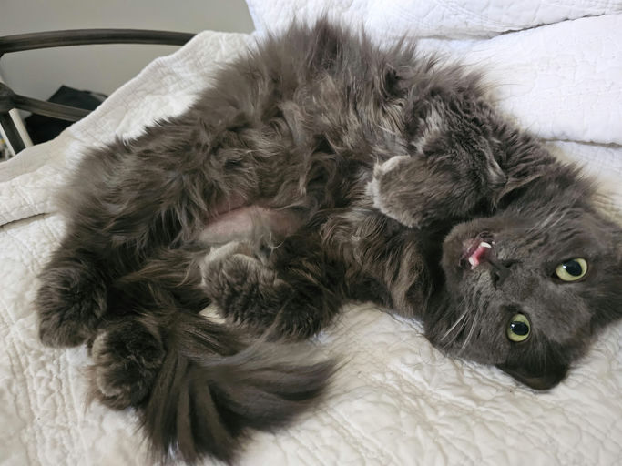 cats - Cheeseburger Image 1