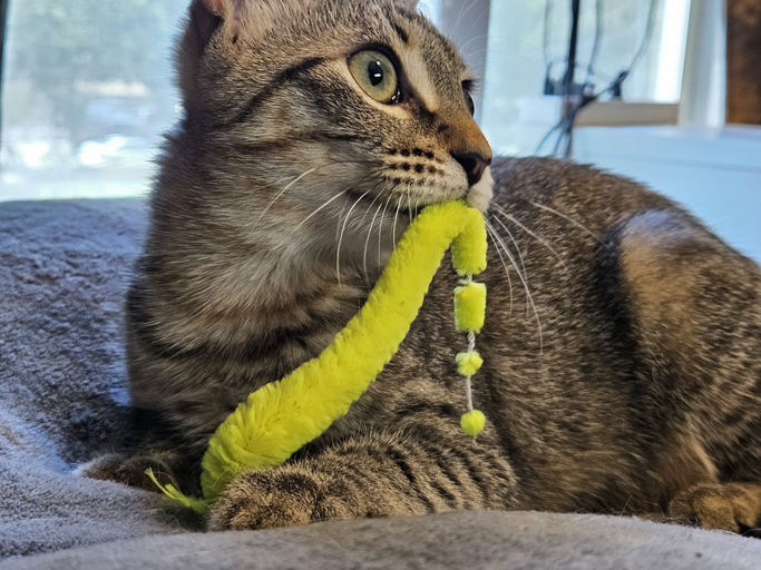 cats - Caroll Image 6