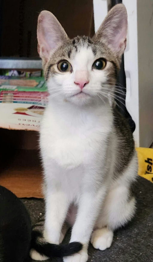 cats - Alice Image 4