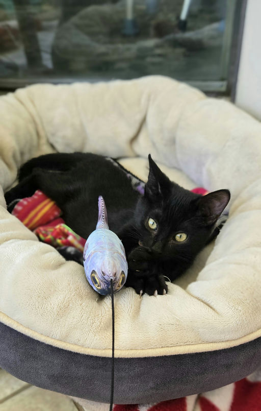 cats - Rose Grape Image 7