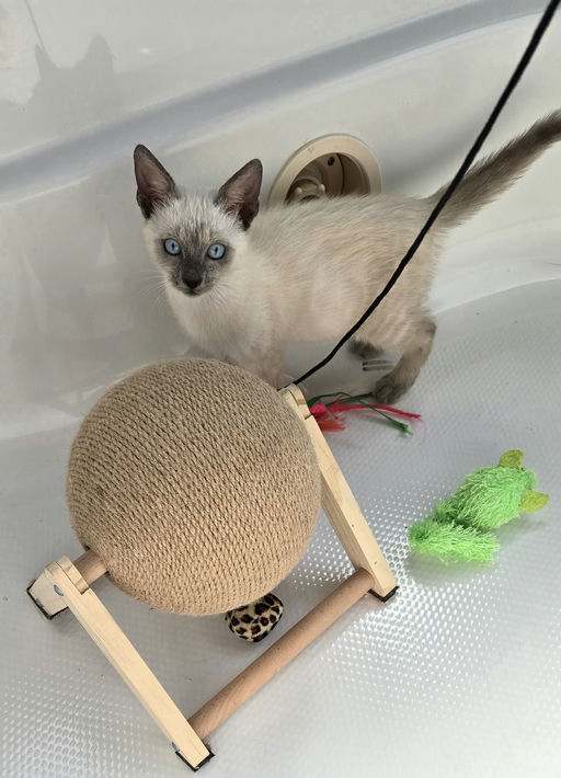 cats - Phoebe Image 2