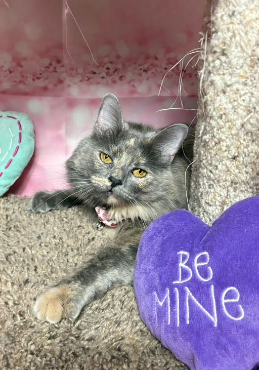 cats - Lavender Image 0