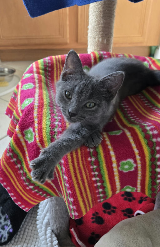 cats - Silverpurrs Image 1