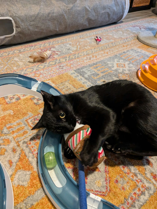 cats - Comet Image 8