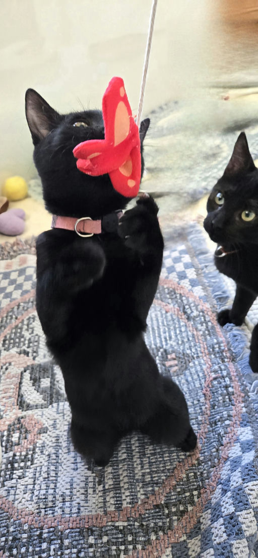 cats - Rose Grape Image 8