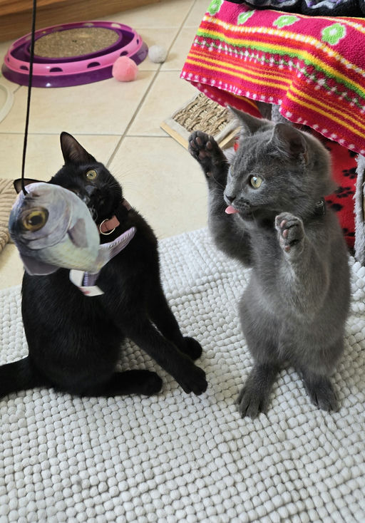 cats - Silverpurrs Image 2