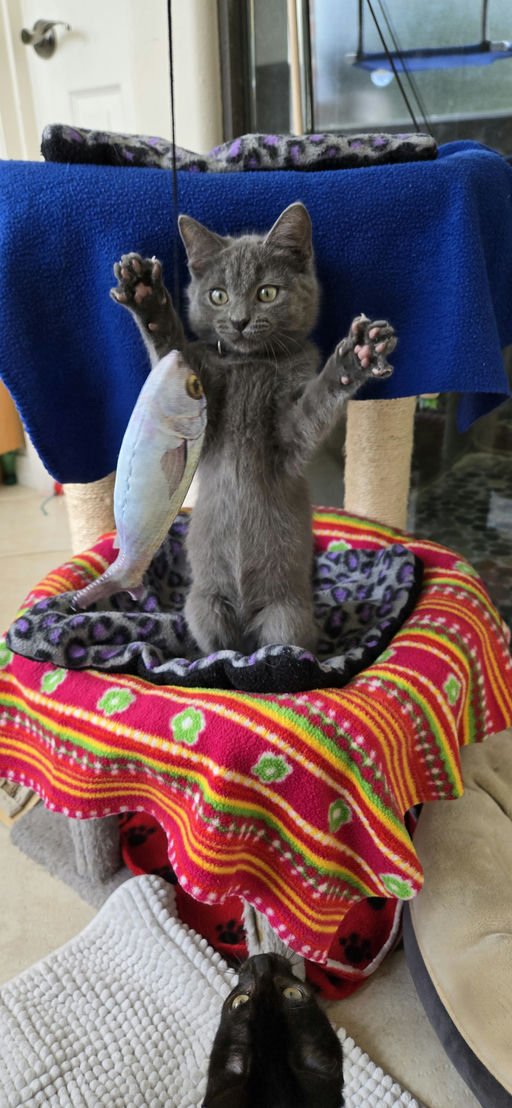 cats - Silverpurrs Image 0