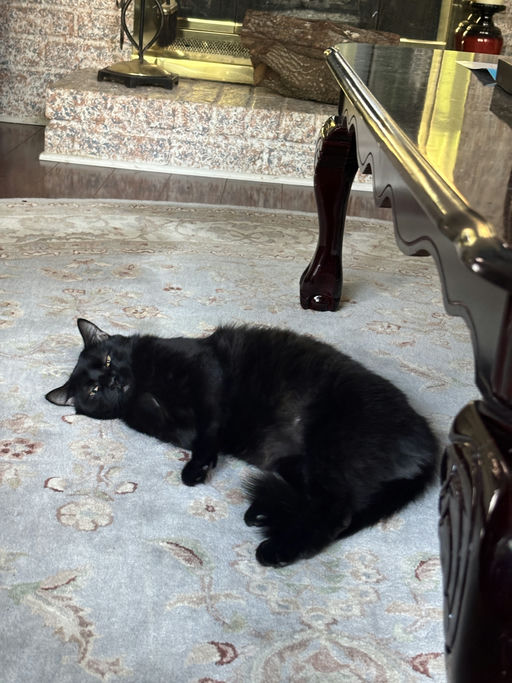 cats - Astria Image 3