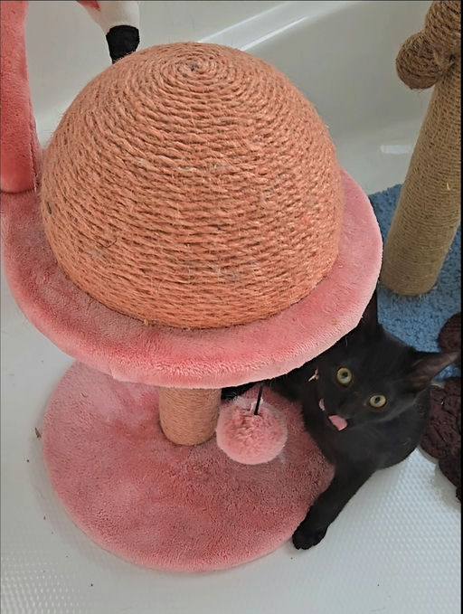 cats - Rose Grape Image 1