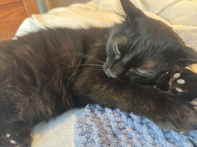 cats - Astria Image 6