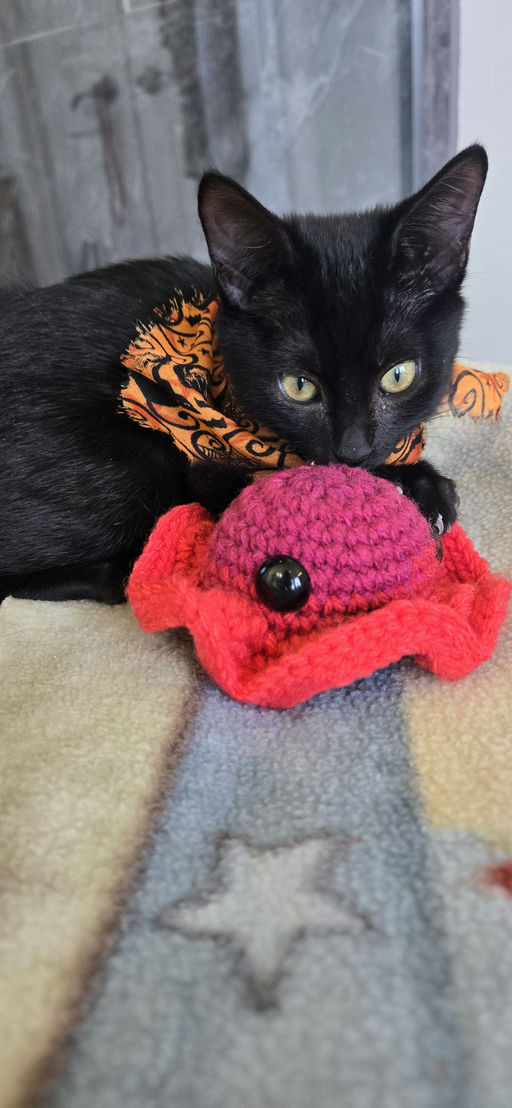 cats - Rose Grape Image 6