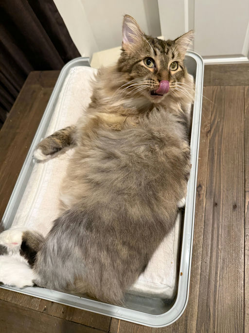 cats - Cleopatra Image 6