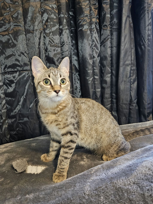 cats - Caroll Image 8