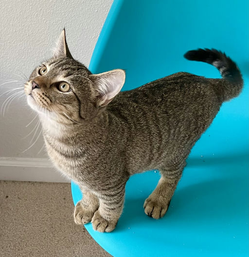 cats - Sport Image 1