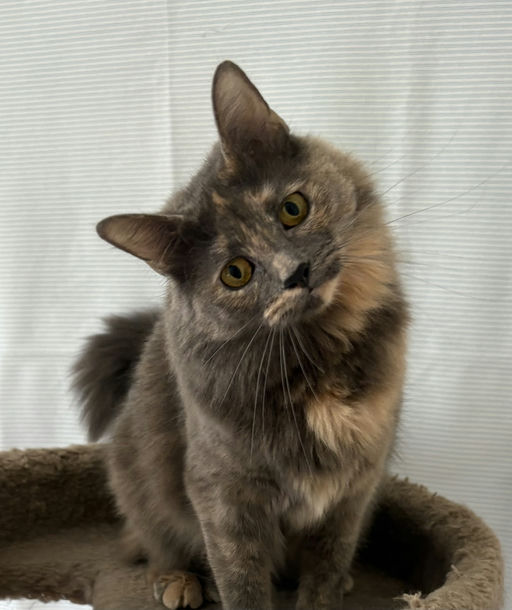 cats - Lavender Image 6