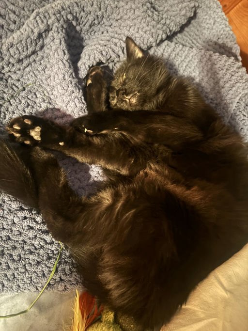 cats - Astria Image 5