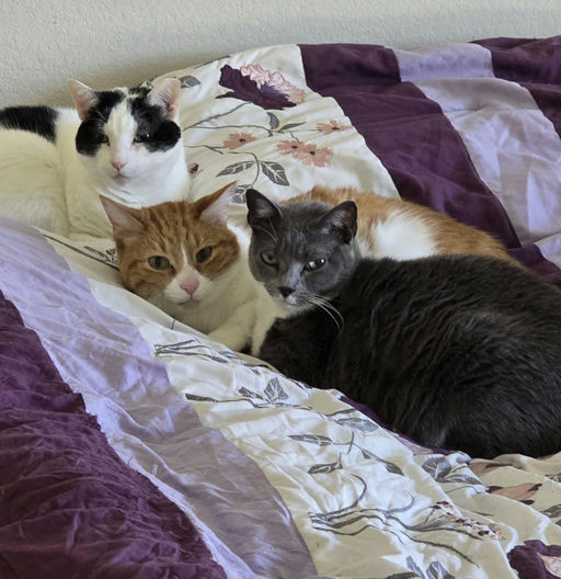 cats - Cindy Image 4