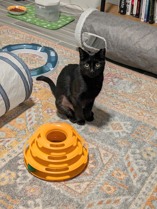 cats - Comet Image 3