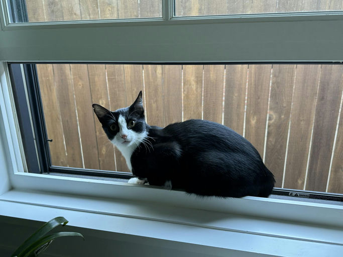 cats - Buddy Image 1