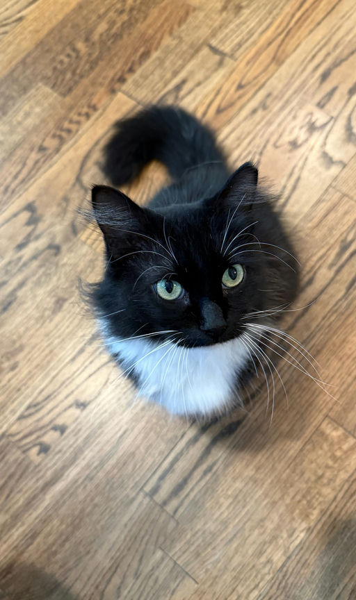 cats - Emily Image 6