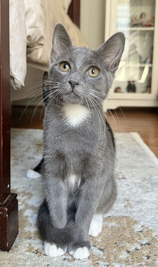 cats - Drogon Image 2