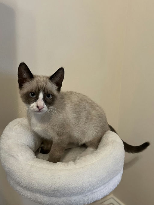 cats - Bingo Image 6