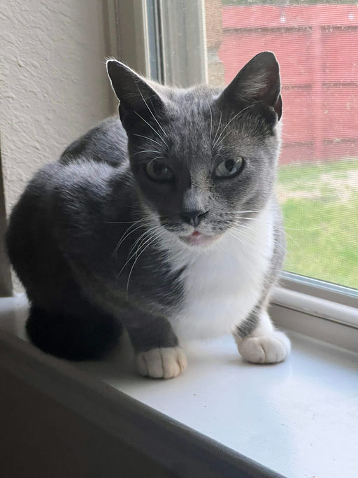 cats - Cindy Image 3