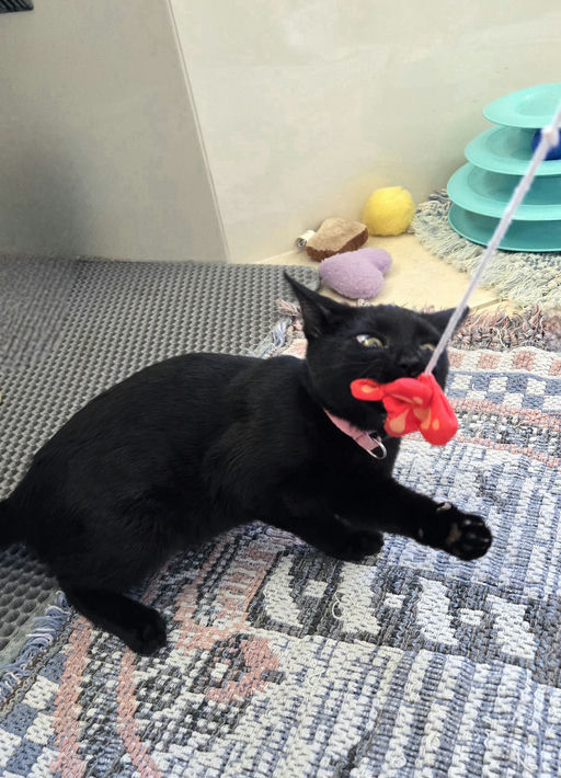 cats - Rose Grape Image 9