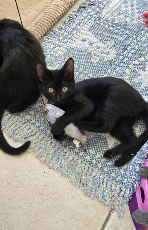 cats - Rose Grape Image 3